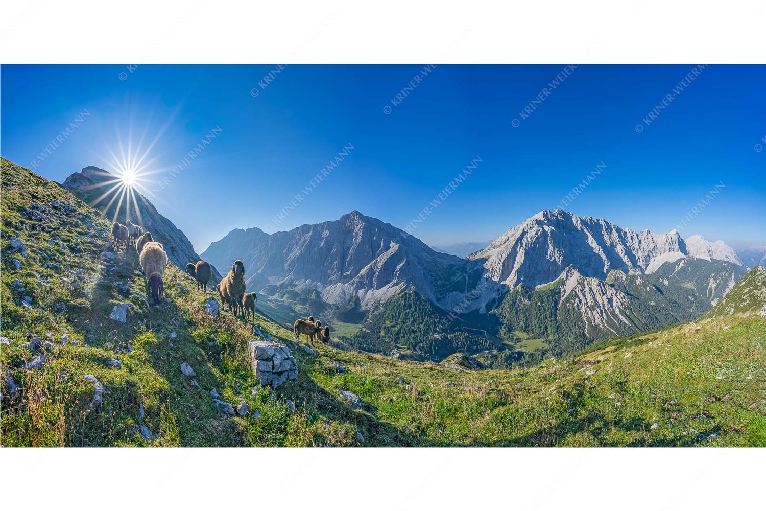 Neugierige Bergschaferl – Seitenverhältnis 2:1 — Schafe am Suntiger im Karwendel Bergschafe am Sunntiger bei Sonnenaufgang mit Blick zur Speckkar- und Lafatscherspitzen