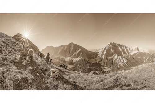 Bergschafe am Sunntiger bei Sonnenaufgang mit Blick zur Speckkar- und Lafatscherspitzen - Neugierige Bergschaferl - Seitenverhältnis 2:1 - Schafe am Suntiger im Karwendel - weitere Infos unter https://www.kriner-weiermann.de