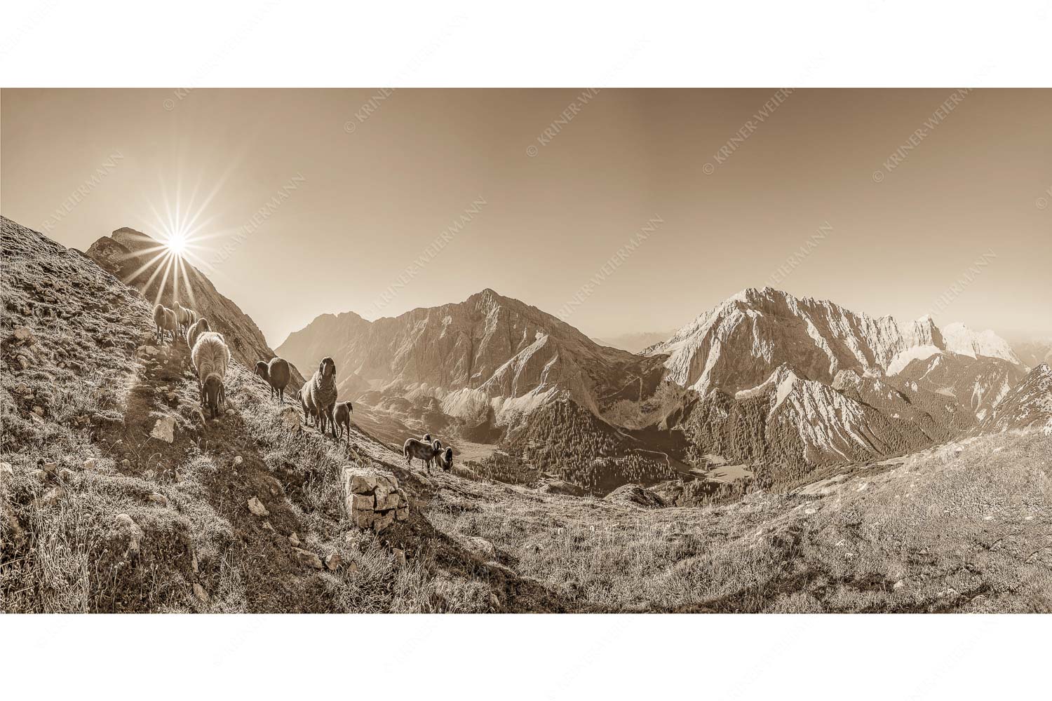 Neugierige Bergschaferl – Seitenverhältnis 2:1 — Schafe am Suntiger im Karwendel Bergschafe am Sunntiger bei Sonnenaufgang mit Blick zur Speckkar- und Lafatscherspitzen