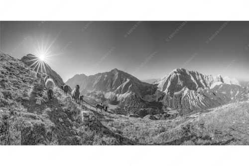 Bergschafe am Sunntiger bei Sonnenaufgang mit Blick zur Speckkar- und Lafatscherspitzen - Neugierige Bergschaferl - Seitenverhältnis 2:1 - Schafe am Suntiger im Karwendel - weitere Infos unter https://www.kriner-weiermann.de