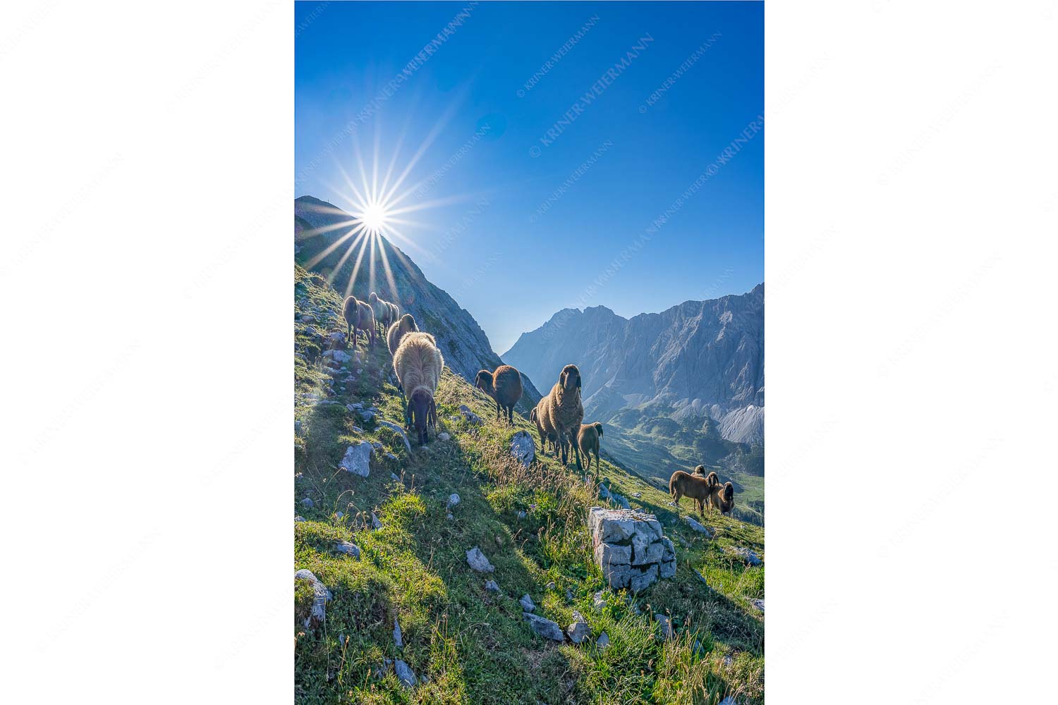 Neugierige Bergschaferl – Seitenverhältnis 2:3 — Schafe am Suntiger im Karwendel Bergschafe am Sunntiger bei Sonnenaufgang mit Blick zur Speckkar- und Lafatscherspitzen
