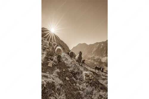Bergschafe am Sunntiger bei Sonnenaufgang mit Blick zur Speckkar- und Lafatscherspitzen - Neugierige Bergschaferl - Seitenverhältnis 2:3 - Schafe am Suntiger im Karwendel - weitere Infos unter https://www.kriner-weiermann.de
