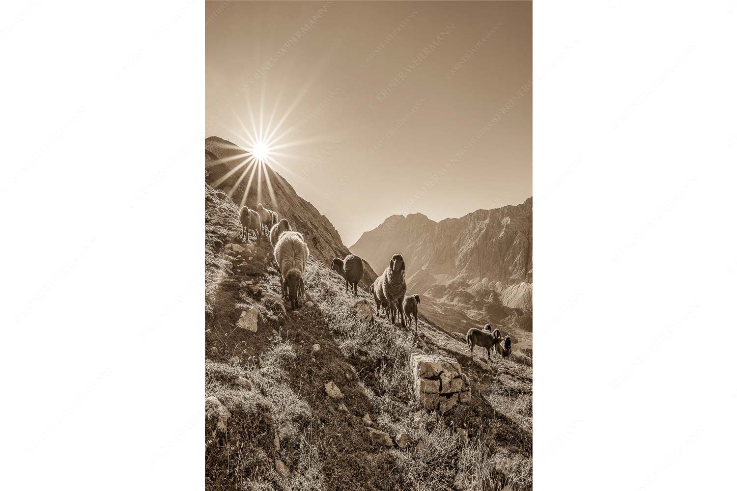 Neugierige Bergschaferl – Seitenverhältnis 2:3 — Schafe am Suntiger im Karwendel Bergschafe am Sunntiger bei Sonnenaufgang mit Blick zur Speckkar- und Lafatscherspitzen