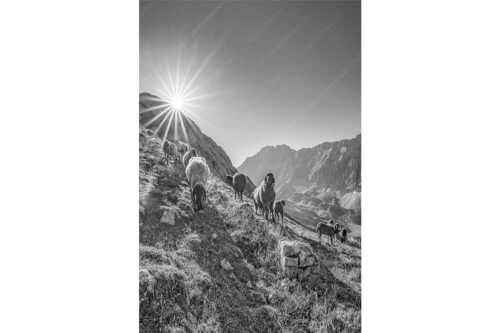 Bergschafe am Sunntiger bei Sonnenaufgang mit Blick zur Speckkar- und Lafatscherspitzen - Neugierige Bergschaferl - Seitenverhältnis 2:3 - Schafe am Suntiger im Karwendel - weitere Infos unter https://www.kriner-weiermann.de