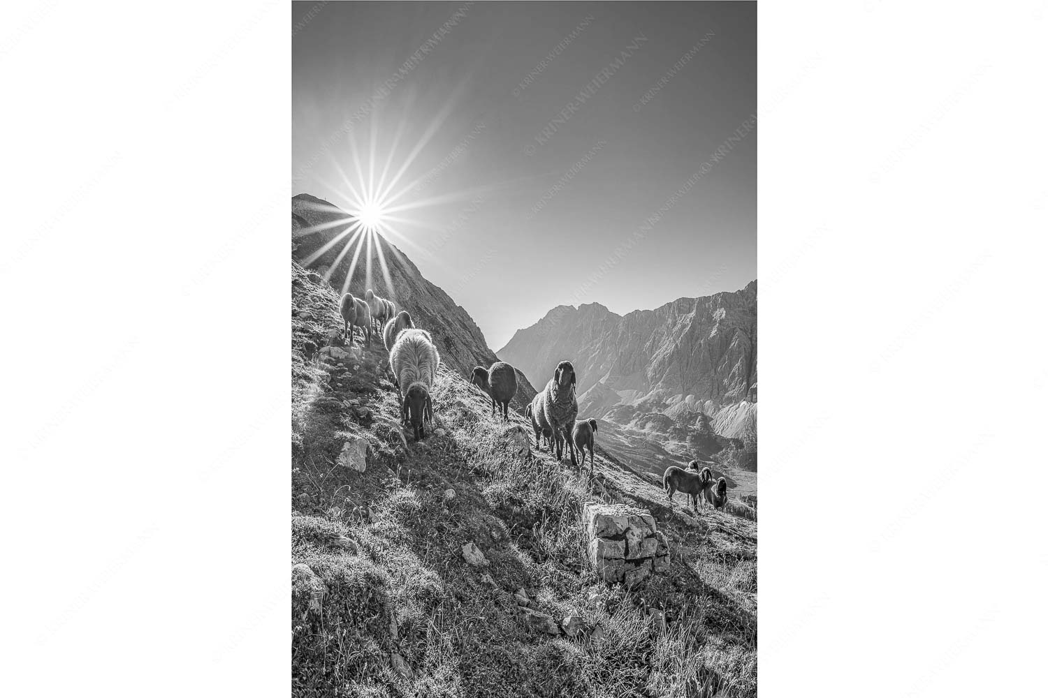 Neugierige Bergschaferl – Seitenverhältnis 2:3 — Schafe am Suntiger im Karwendel Bergschafe am Sunntiger bei Sonnenaufgang mit Blick zur Speckkar- und Lafatscherspitzen