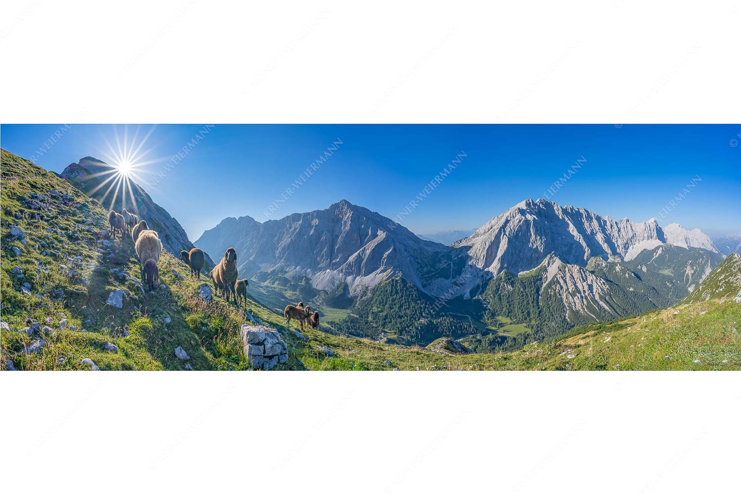 Neugierige Bergschaferl – Seitenverhältnis 3:1 — Schafe am Suntiger im Karwendel Bergschafe am Sunntiger bei Sonnenaufgang mit Blick zur Speckkar- und Lafatscherspitzen