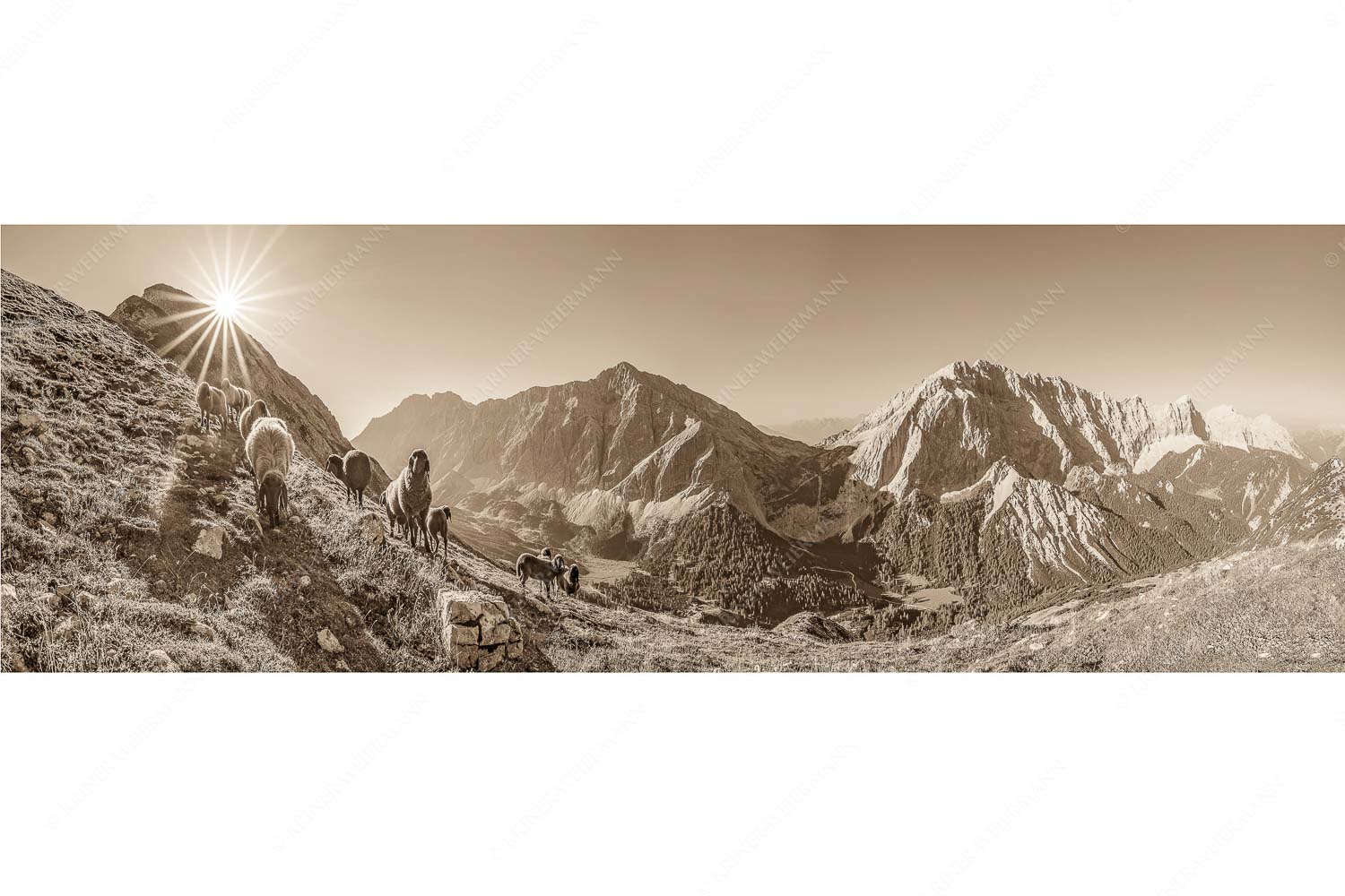 Neugierige Bergschaferl – Seitenverhältnis 3:1 — Schafe am Suntiger im Karwendel Bergschafe am Sunntiger bei Sonnenaufgang mit Blick zur Speckkar- und Lafatscherspitzen