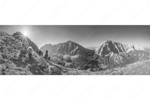 Bergschafe am Sunntiger bei Sonnenaufgang mit Blick zur Speckkar- und Lafatscherspitzen - Neugierige Bergschaferl - Seitenverhältnis 3:1 - Schafe am Suntiger im Karwendel - weitere Infos unter https://www.kriner-weiermann.de
