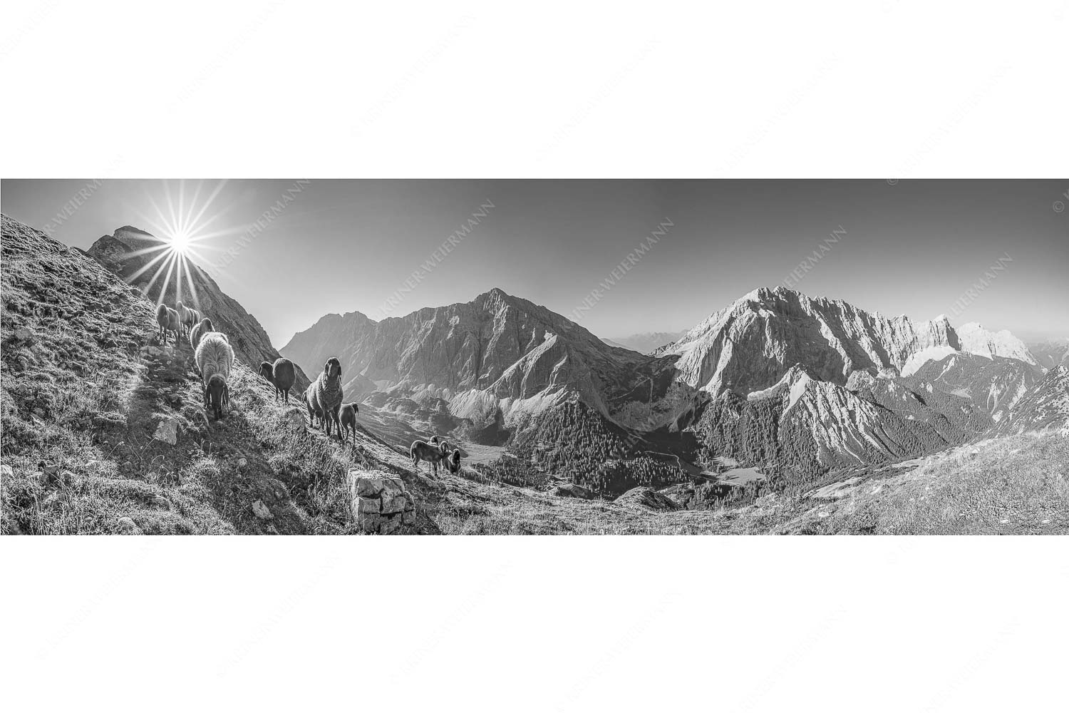 Neugierige Bergschaferl – Seitenverhältnis 3:1 — Schafe am Suntiger im Karwendel Bergschafe am Sunntiger bei Sonnenaufgang mit Blick zur Speckkar- und Lafatscherspitzen