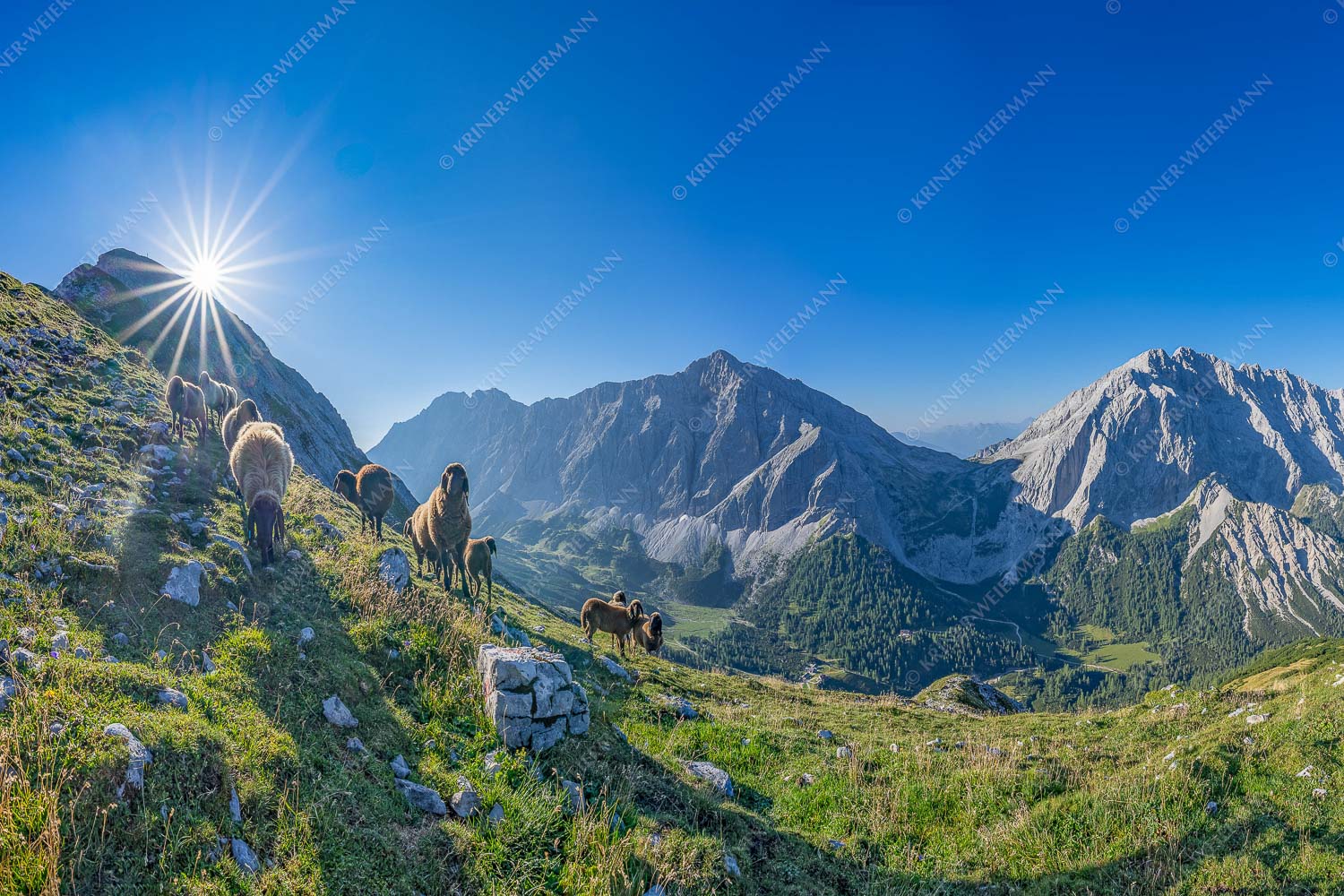 Neugierige Bergschaferl – Seitenverhältnis 3:2 — Schafe am Suntiger im Karwendel Bergschafe am Sunntiger bei Sonnenaufgang mit Blick zur Speckkar- und Lafatscherspitzen - Neugierige Bergschaferl - Seitenverhältnis 3:2 - Schafe am Suntiger im Karwendel - weitere Infos unter https://www.kriner-weiermann.de