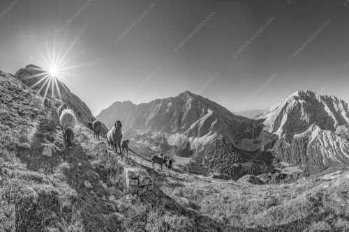 Bergschafe am Sunntiger bei Sonnenaufgang mit Blick zur Speckkar- und Lafatscherspitzen - Neugierige Bergschaferl - Seitenverhältnis 3:2 - Schafe am Suntiger im Karwendel - weitere Infos unter https://www.kriner-weiermann.de