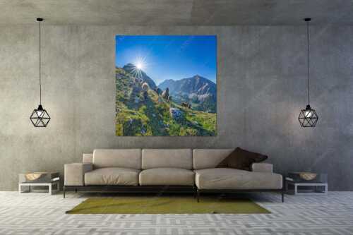 Bergschafe am Sunntiger bei Sonnenaufgang mit Blick zur Speckkar- und Lafatscherspitzen - Neugierige Bergschaferl - Größe ca. 160x160cm, Seitenverhältnis 1:1 - Schafe am Suntiger im Karwendel - weitere Infos unter https://www.kriner-weiermann.de