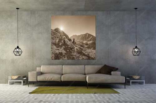 Bergschafe am Sunntiger bei Sonnenaufgang mit Blick zur Speckkar- und Lafatscherspitzen - Neugierige Bergschaferl - Größe ca. 160x160cm, Seitenverhältnis 1:1 - Schafe am Suntiger im Karwendel - weitere Infos unter https://www.kriner-weiermann.de