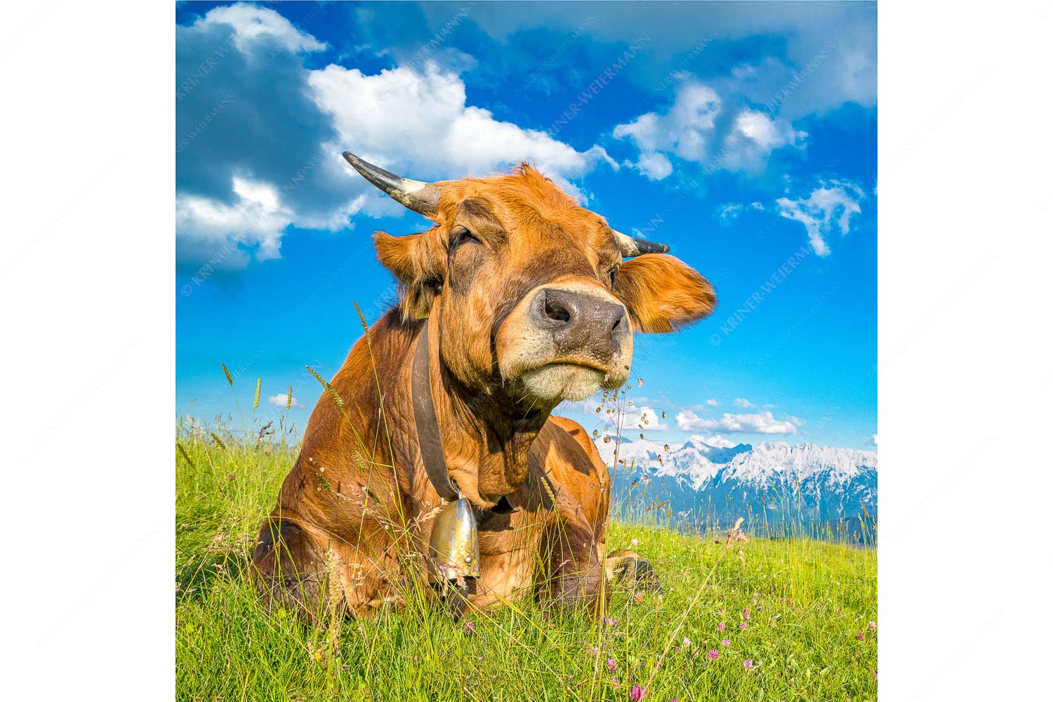 Reine Genusssache – Seitenverhältnis 1:1 — Murnau-Werdenfelser Rind Murnau Werdenfelser Jungvieh genießt die Abendsonne im Estergebirge