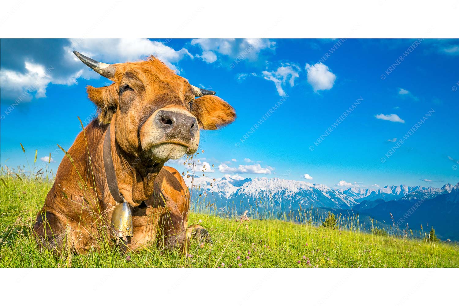 Reine Genusssache – Seitenverhältnis 2:1 — Murnau-Werdenfelser Rind Murnau Werdenfelser Jungvieh genießt die Abendsonne im Estergebirge