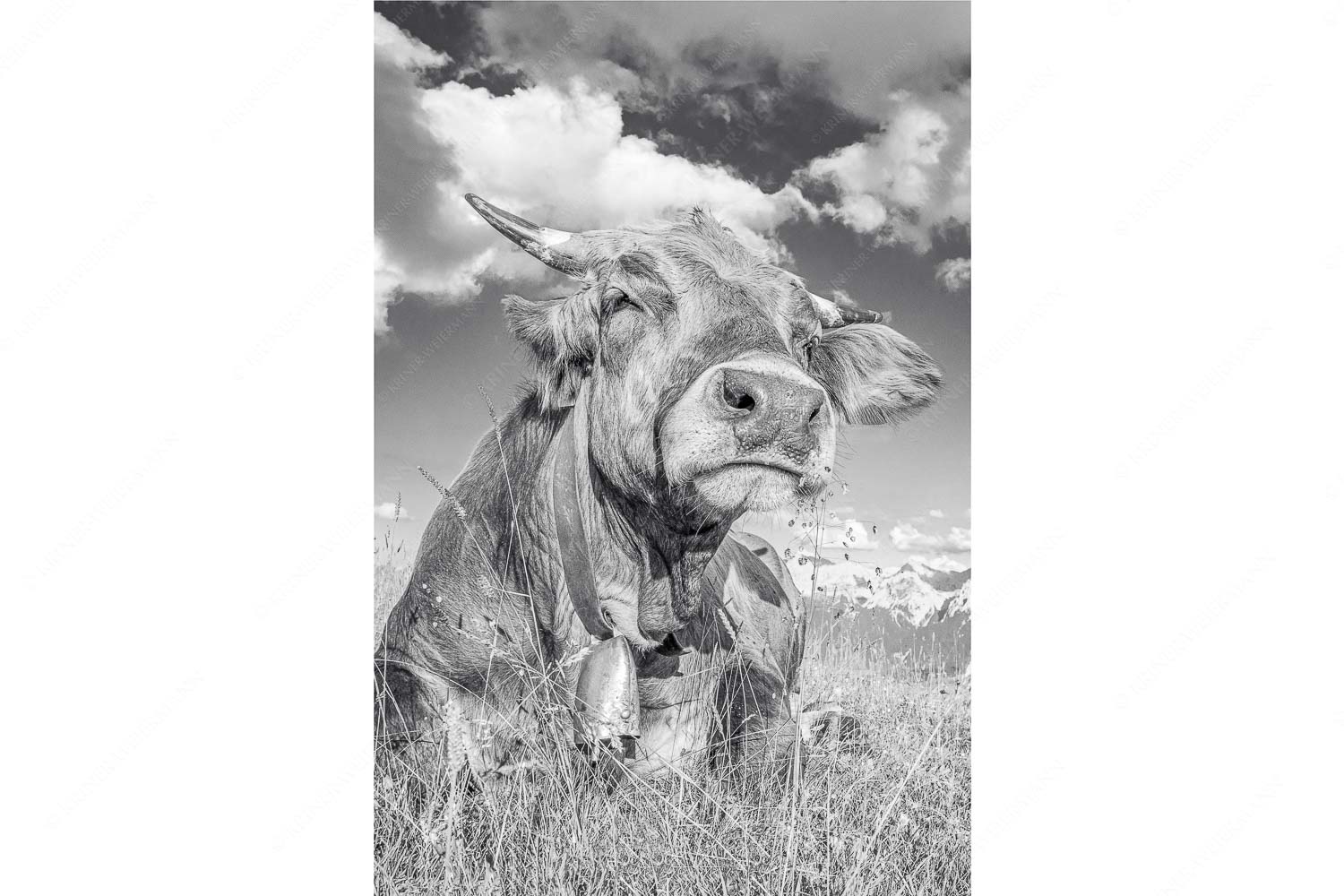 Reine Genusssache – Seitenverhältnis 2:3 — Murnau-Werdenfelser Rind Murnau Werdenfelser Jungvieh genießt die Abendsonne im Estergebirge