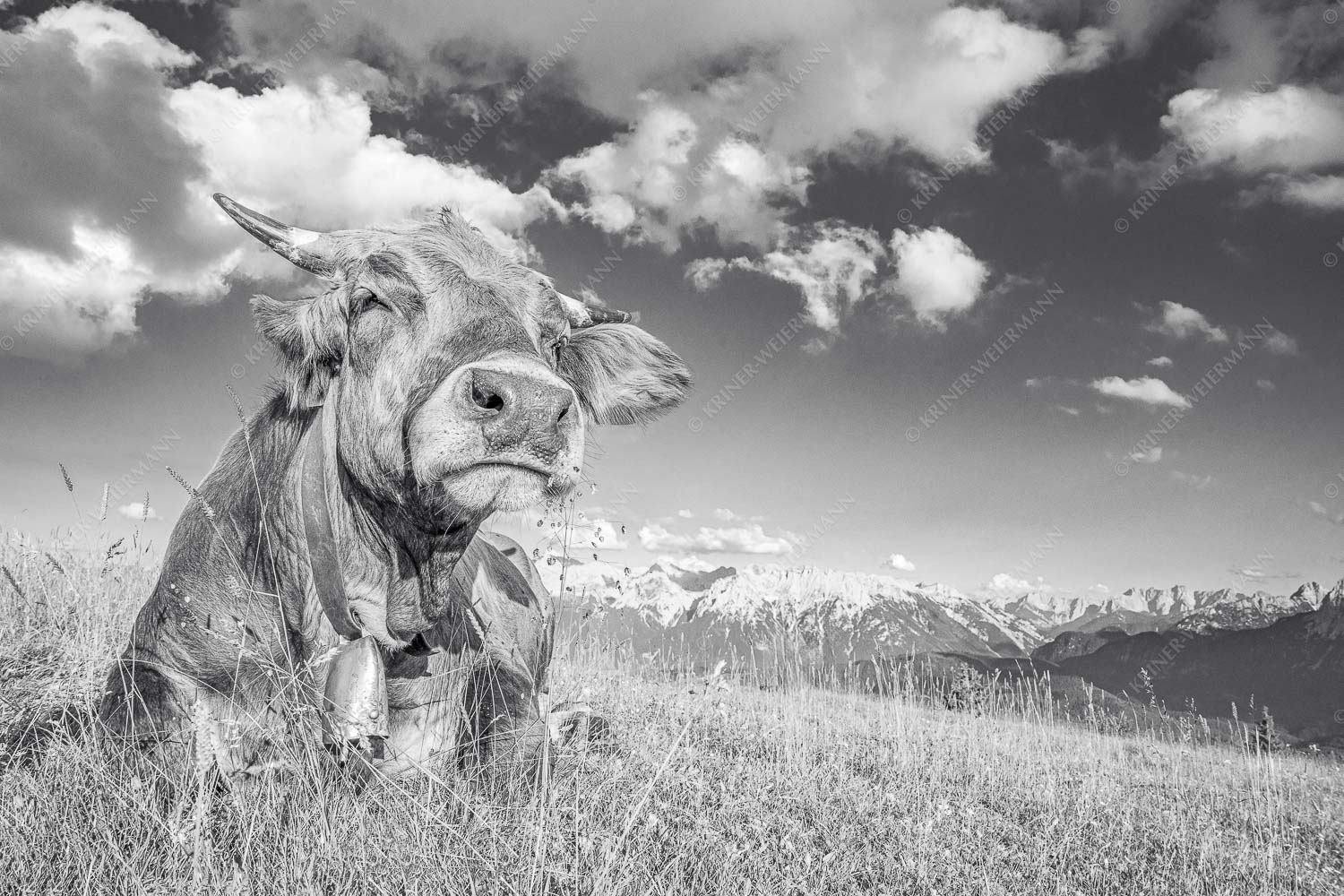 Reine Genusssache – Seitenverhältnis 3:2 — Murnau-Werdenfelser Rind Murnau Werdenfelser Jungvieh genießt die Abendsonne im Estergebirge