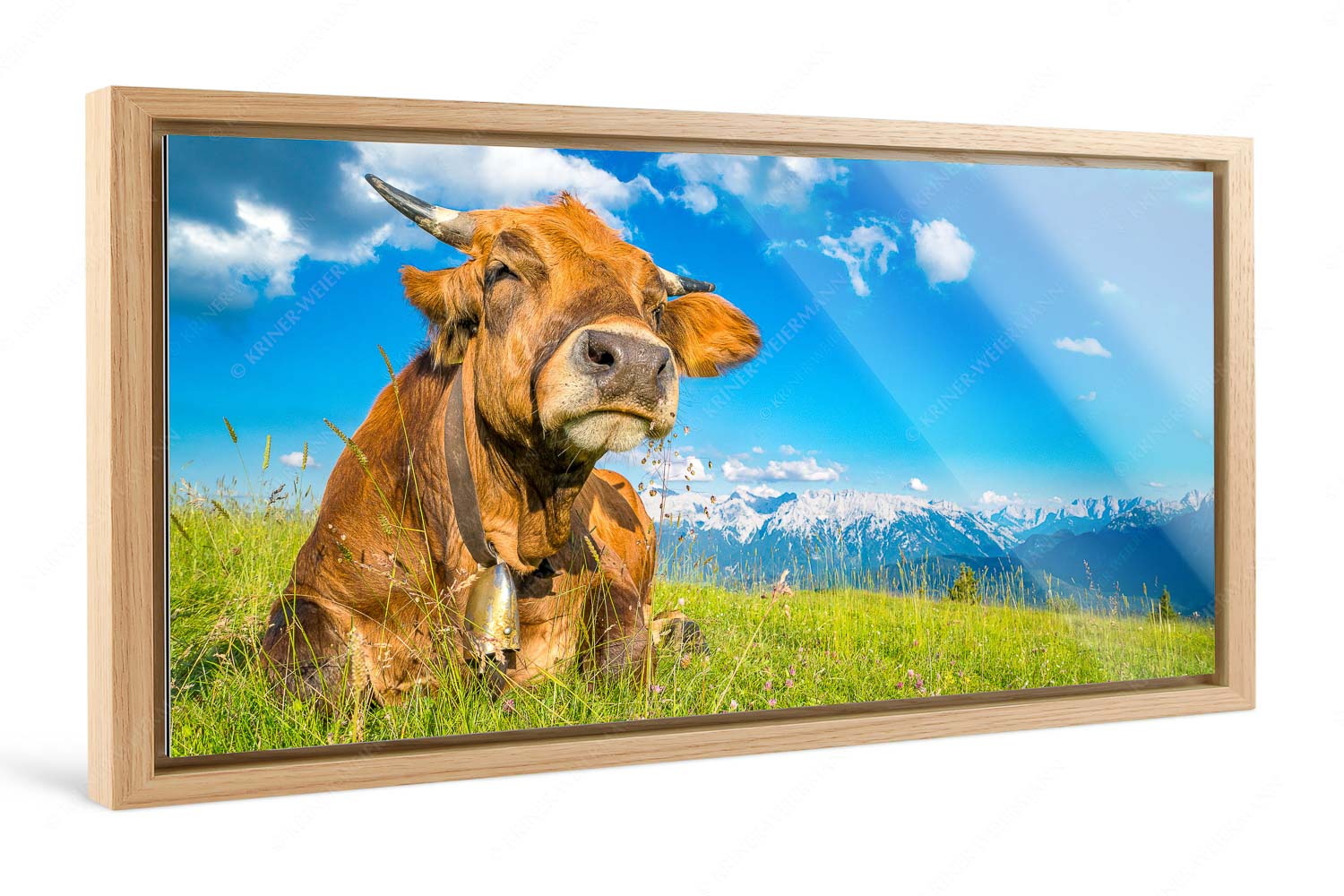 Reine Genusssache – Foto im Schattenfugen-Rahmen — Murnau-Werdenfelser Rind Murnau Werdenfelser Jungvieh genießt die Abendsonne im Estergebirge - Reine Genusssache - Foto im Schattenfugen-Rahmen - Murnau-Werdenfelser Rind - weitere Infos unter https://www.kriner-weiermann.de