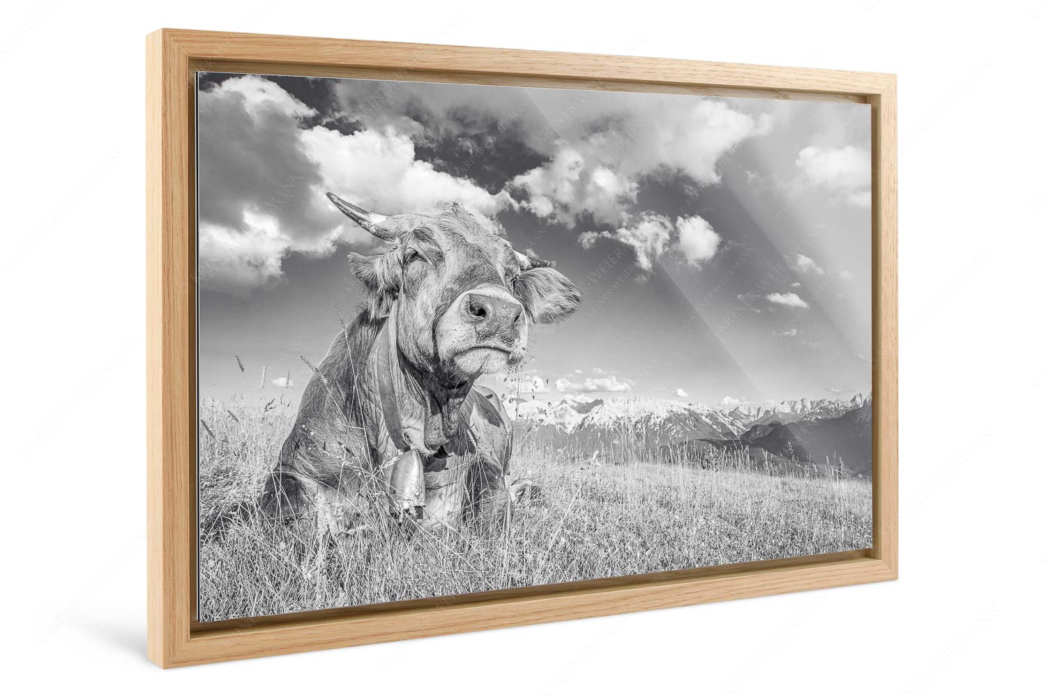 Reine Genusssache – Foto im Schattenfugen-Rahmen — Murnau-Werdenfelser Rind Murnau Werdenfelser Jungvieh genießt die Abendsonne im Estergebirge - Reine Genusssache - Foto im Schattenfugen-Rahmen - Murnau-Werdenfelser Rind - weitere Infos unter https://www.kriner-weiermann.de