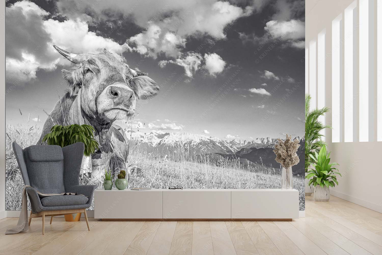 Reine Genusssache – Größe ca. 300x200cm, Seitenverhältnis 3:2 — Murnau-Werdenfelser Rind Murnau Werdenfelser Jungvieh genießt die Abendsonne im Estergebirge - Reine Genusssache - Größe ca. 300x200cm, Seitenverhältnis 3:2 - Murnau-Werdenfelser Rind - weitere Infos unter https://www.kriner-weiermann.de