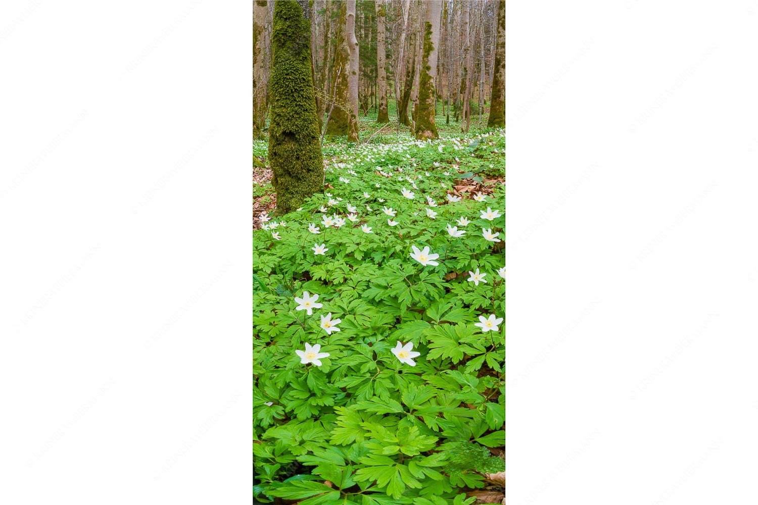Buschwindröschen bei Murnau - Röschenteppich - Seitenverhältnis 1:2 - Buschwindröschen - weitere Infos unter https://www.kriner-weiermann.de