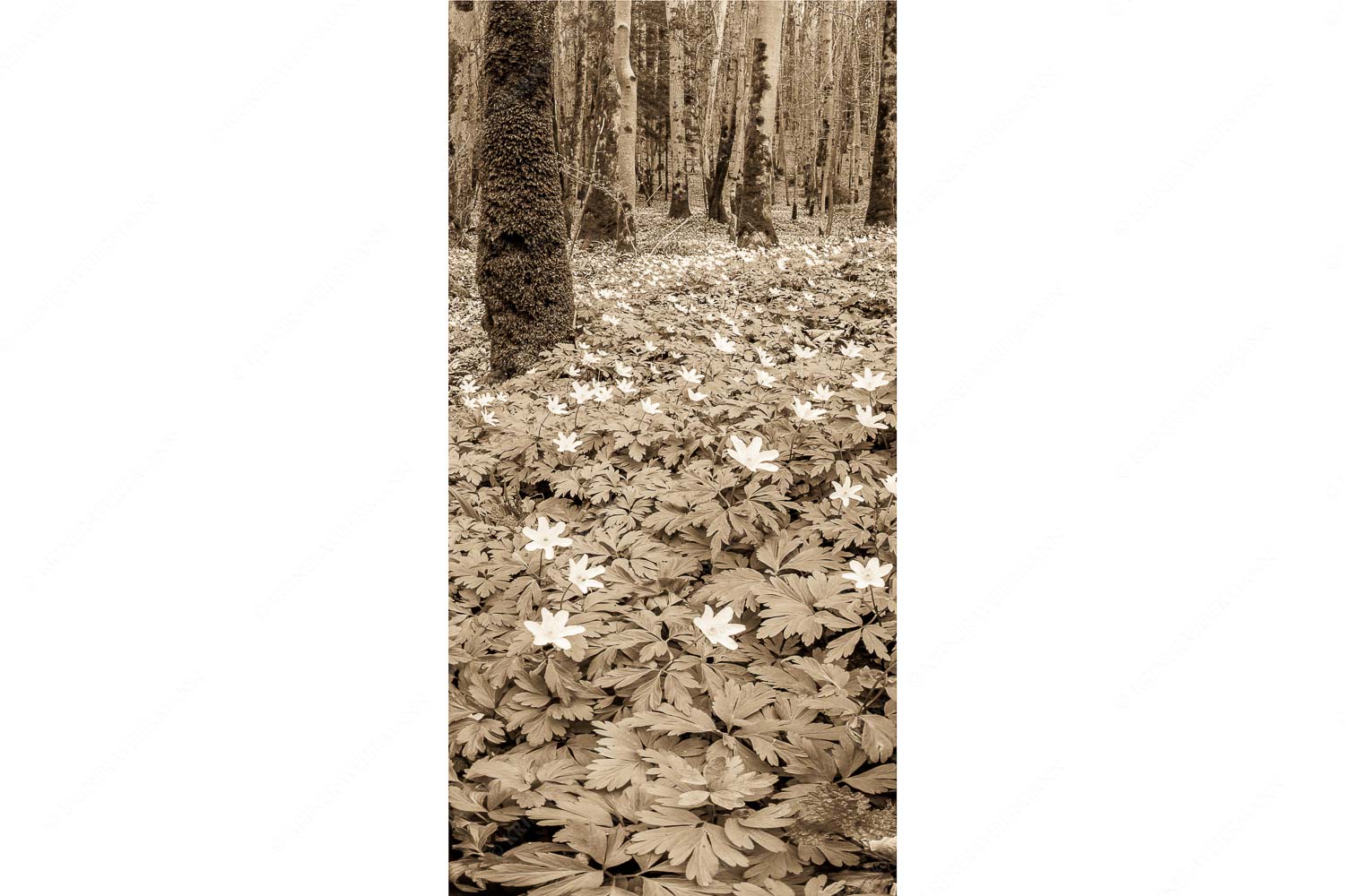 Buschwindröschen bei Murnau - Röschenteppich - Seitenverhältnis 1:2 - Buschwindröschen - weitere Infos unter https://www.kriner-weiermann.de