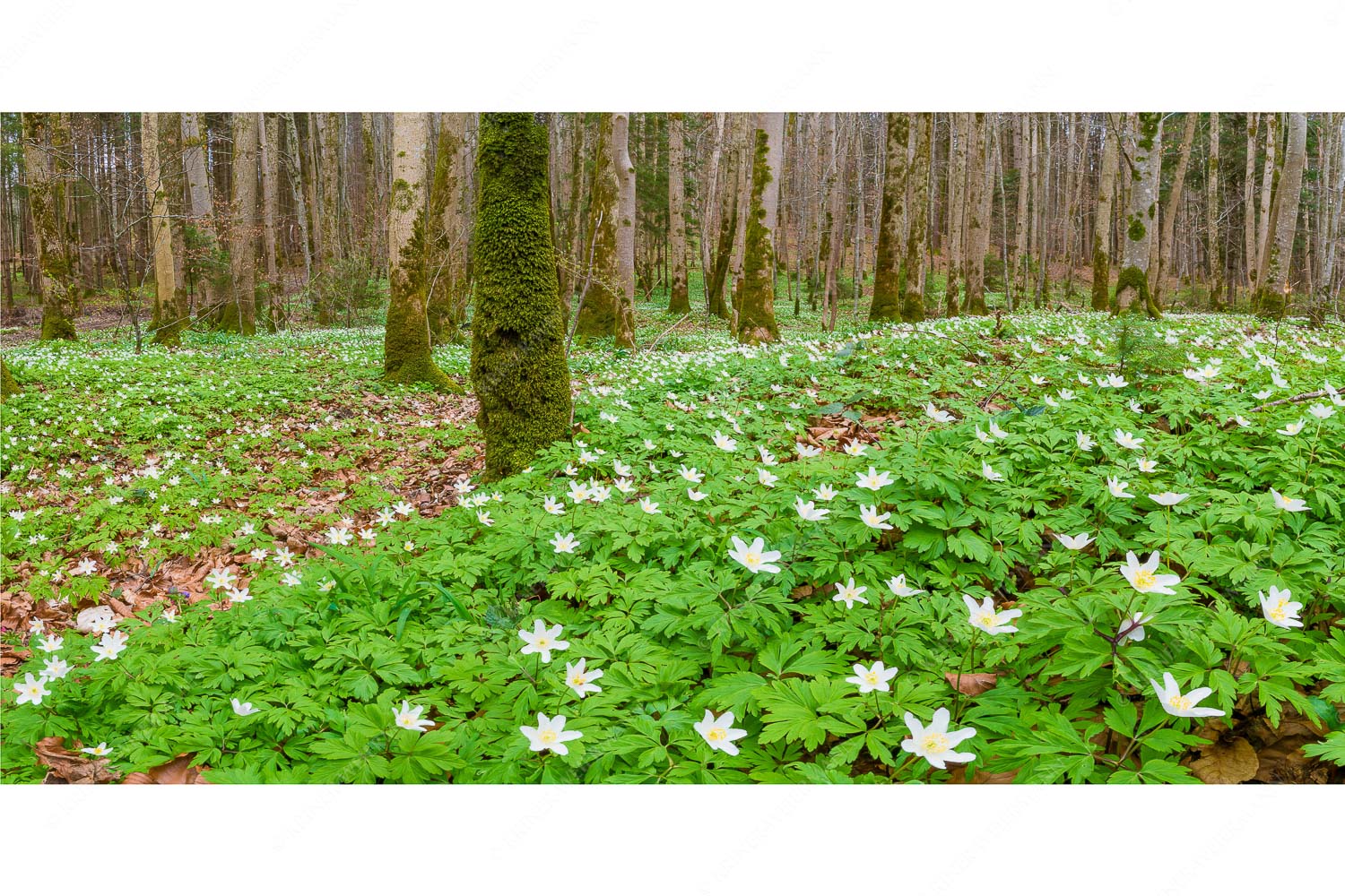 Röschenteppich – Seitenverhältnis 2:1 — Buschwindröschen Buschwindröschen bei Murnau