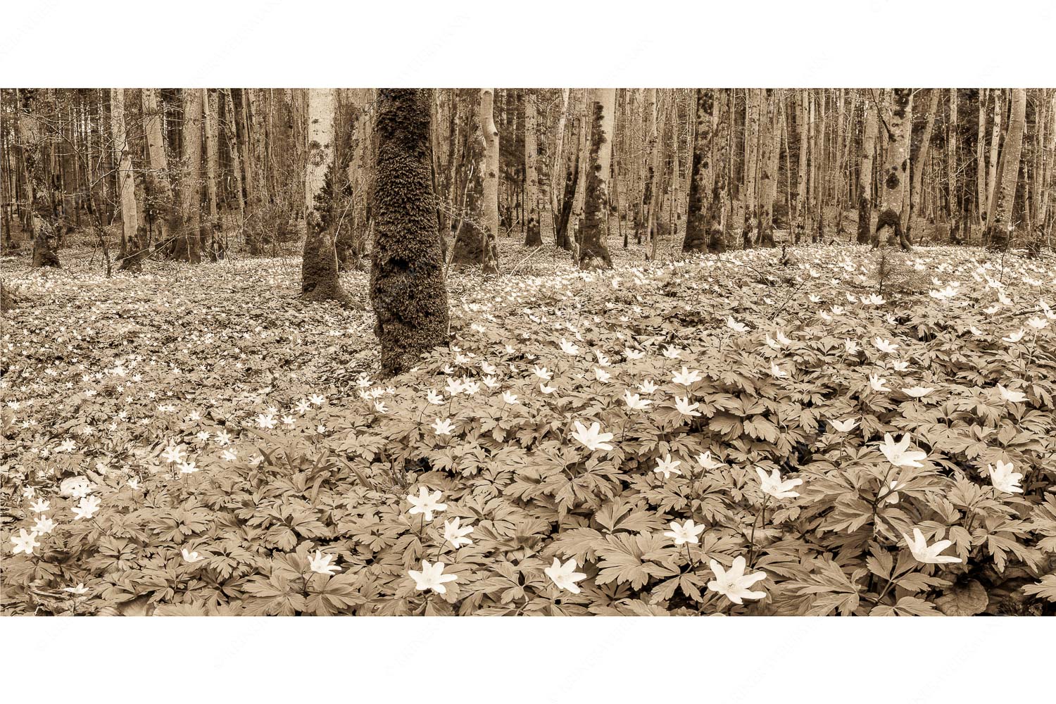 Röschenteppich – Seitenverhältnis 2:1 — Buschwindröschen Buschwindröschen bei Murnau