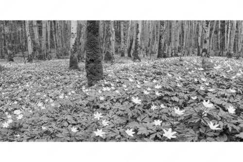Buschwindröschen bei Murnau - Röschenteppich - Seitenverhältnis 2:1 - Buschwindröschen - weitere Infos unter https://www.kriner-weiermann.de
