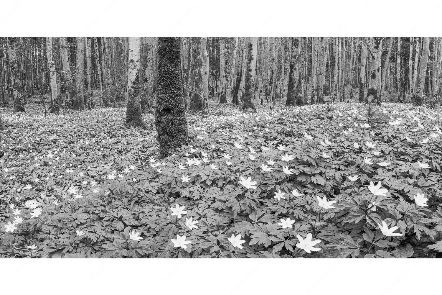 Buschwindröschen bei Murnau