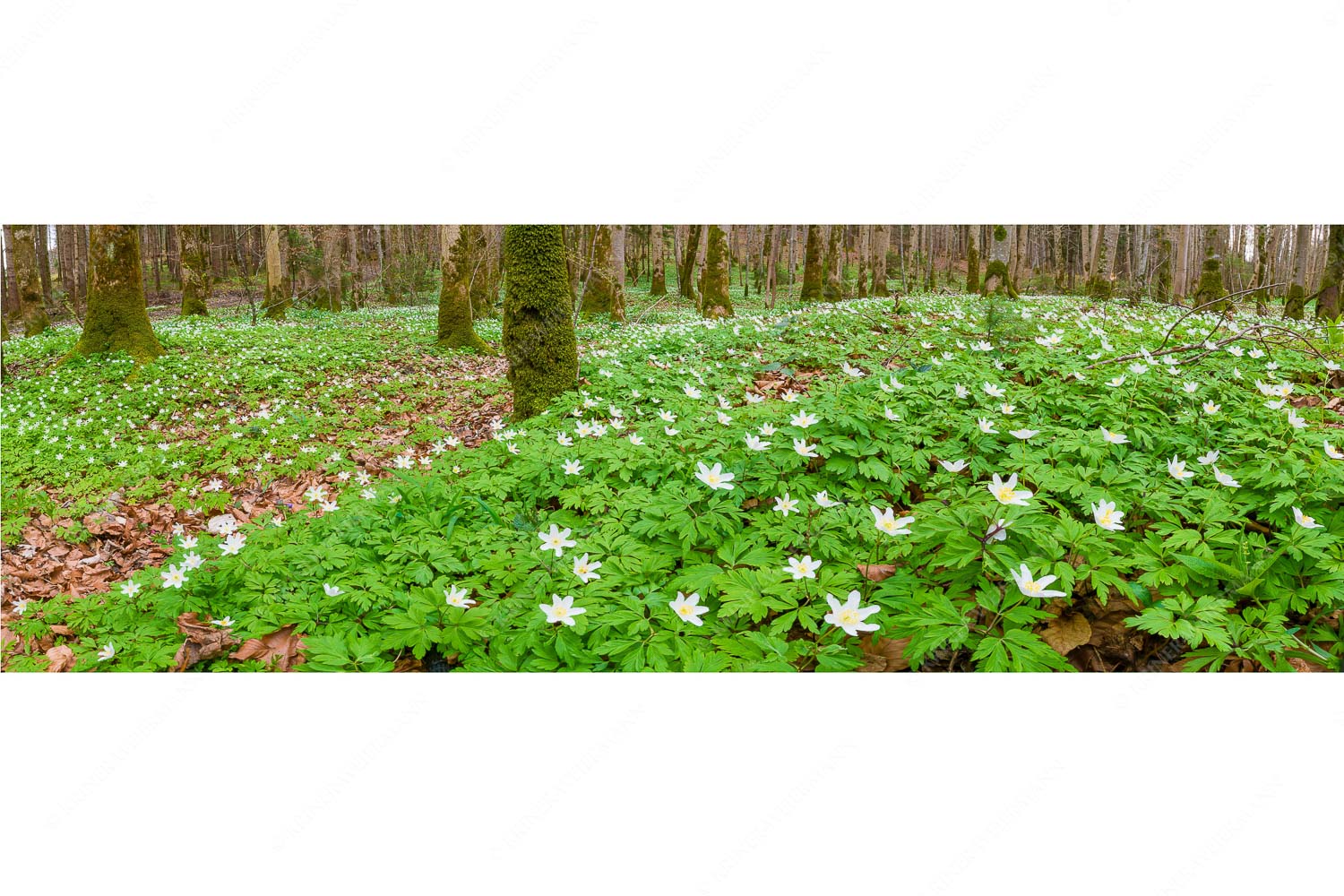 Röschenteppich – Seitenverhältnis 3:1 — Buschwindröschen Buschwindröschen bei Murnau