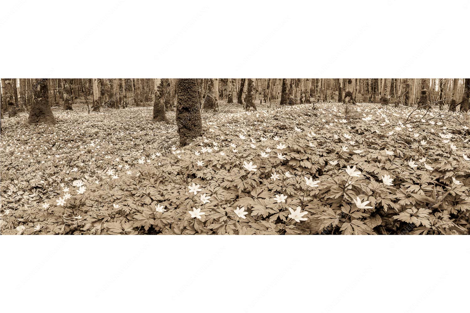 Buschwindröschen bei Murnau