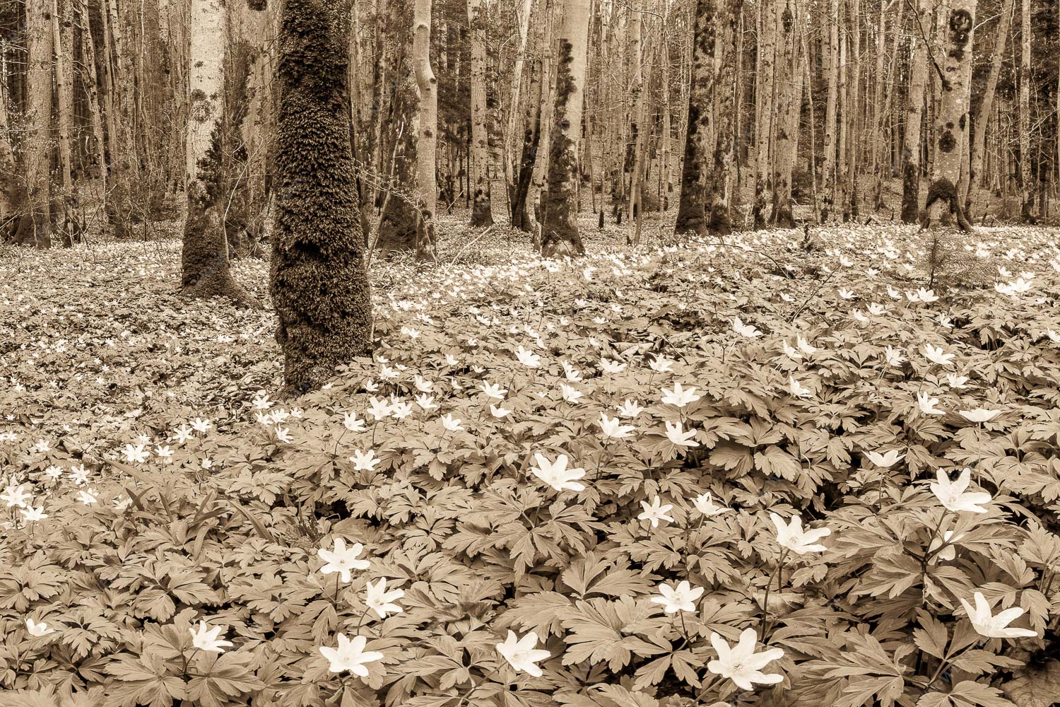 Röschenteppich – Seitenverhältnis 3:2 — Buschwindröschen Buschwindröschen bei Murnau
