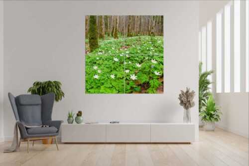 Buschwindröschen bei Murnau - Röschenteppich - 4er Split, Größe ca. 180x180cm, Seitenverhältnis 1:1 - Buschwindröschen - weitere Infos unter https://www.kriner-weiermann.de