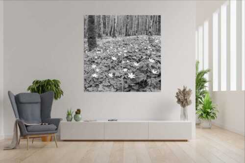 Buschwindröschen bei Murnau - Röschenteppich - 4er Split, Größe ca. 180x180cm, Seitenverhältnis 1:1 - Buschwindröschen - weitere Infos unter https://www.kriner-weiermann.de