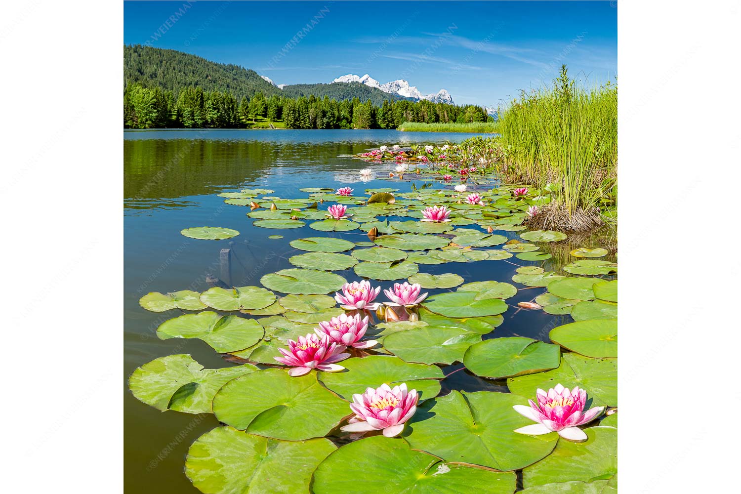 Rosenteppich – Seitenverhältnis 1:1 — Seerosen am Geroldsee Seerosen am Geroldsee mit Blick zur Alpspitze, Zugspitze und Waxenstein