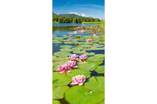 Seerosen am Geroldsee mit Blick zur Alpspitze, Zugspitze und Waxenstein - Rosenteppich - Seitenverhältnis 1:2 - Seerosen am Geroldsee - weitere Infos unter https://www.kriner-weiermann.de
