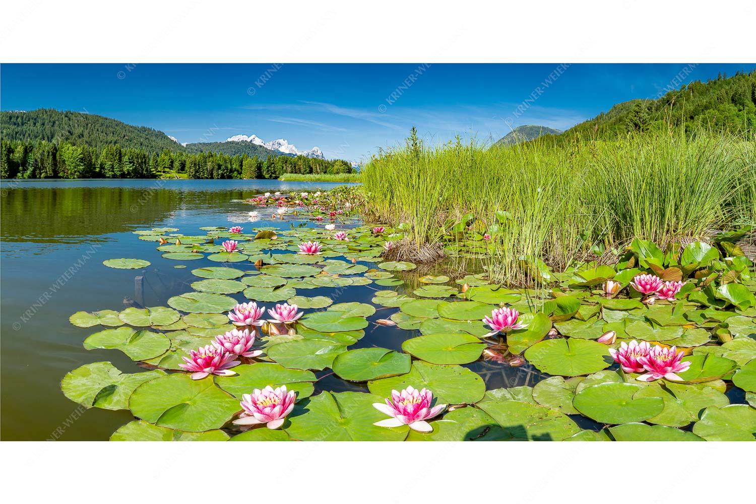 Rosenteppich – Seitenverhältnis 2:1 — Seerosen am Geroldsee Seerosen am Geroldsee mit Blick zur Alpspitze, Zugspitze und Waxenstein