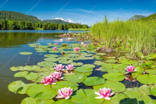 Seerosen am Geroldsee mit Blick zur Alpspitze, Zugspitze und Waxenstein - Rosenteppich - Seitenverhältnis 3:2 - Seerosen am Geroldsee - weitere Infos unter https://www.kriner-weiermann.de