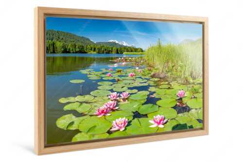 Seerosen am Geroldsee mit Blick zur Alpspitze, Zugspitze und Waxenstein - Rosenteppich - Foto im Schattenfugen-Rahmen - Seerosen am Geroldsee - weitere Infos unter https://www.kriner-weiermann.de