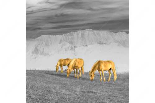 Haflinger Pferde auf der Sommerweide am Wank mit Wettersteingebirge im Hintergrund - Roßwank II - Seitenverhältnis 1:1 - Haflinger Pferde am Wank - weitere Infos unter https://www.kriner-weiermann.de