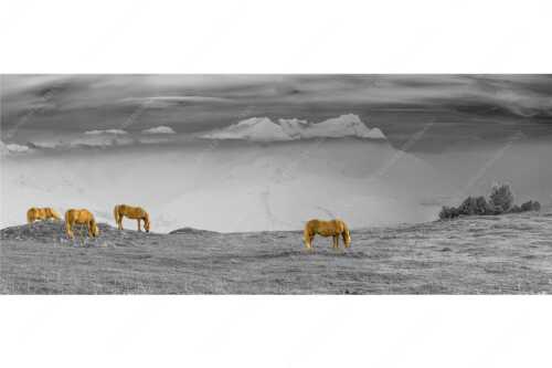 Haflinger Pferde auf der Sommerweide am Wank mit Wettersteingebirge im Hintergrund - Roßwank II - Seitenverhältnis 2,5:1 - Haflinger Pferde am Wank - weitere Infos unter https://www.kriner-weiermann.de
