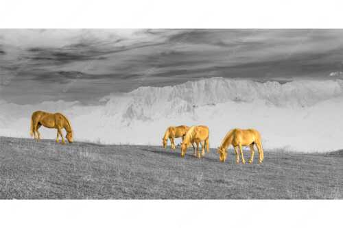 Haflinger Pferde auf der Sommerweide am Wank mit Wettersteingebirge im Hintergrund - Roßwank II - Seitenverhältnis 2:1 - Haflinger Pferde am Wank - weitere Infos unter https://www.kriner-weiermann.de
