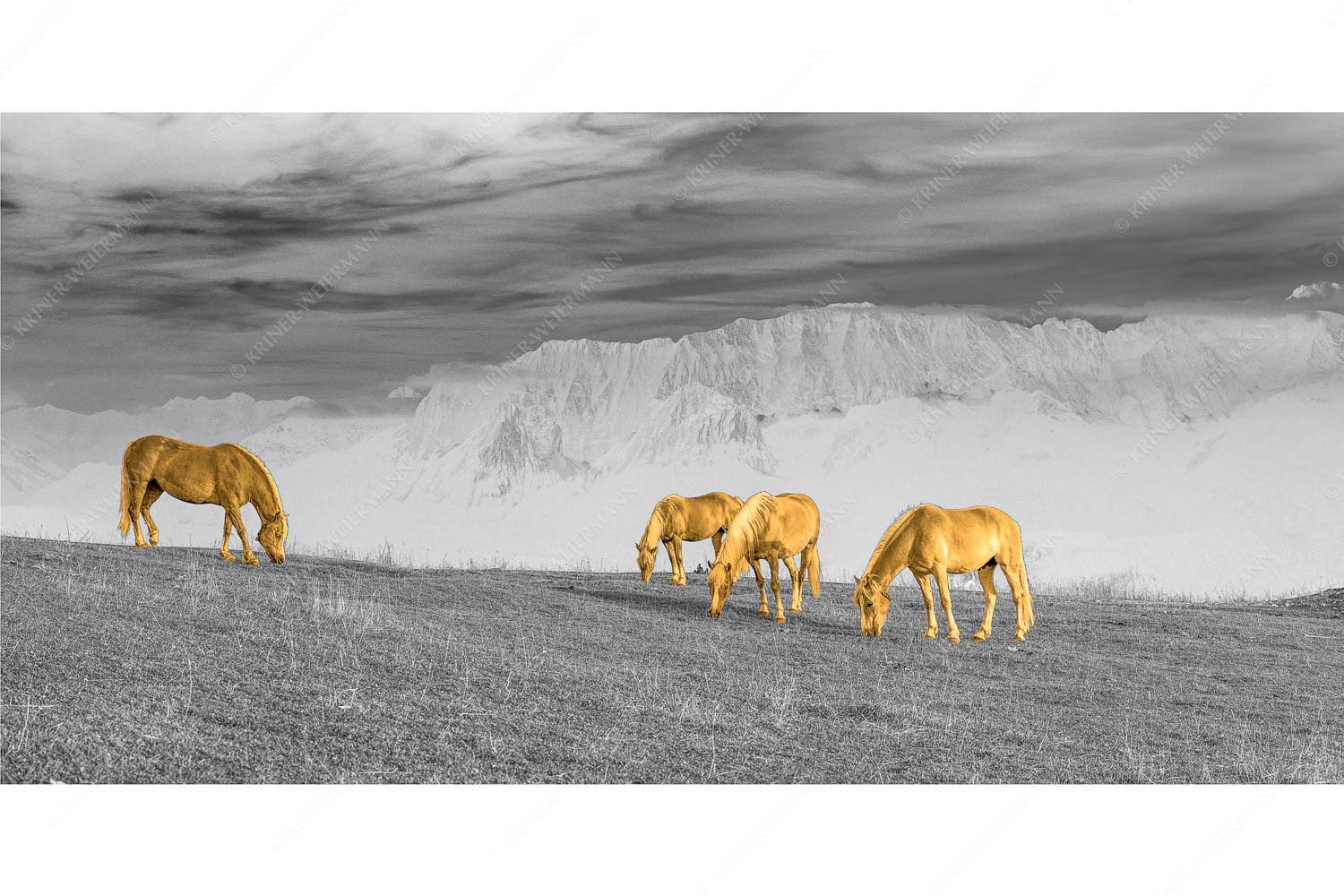 Roßwank II – Seitenverhältnis 2:1 — Haflinger Pferde am Wank Haflinger Pferde auf der Sommerweide am Wank mit Wettersteingebirge im Hintergrund