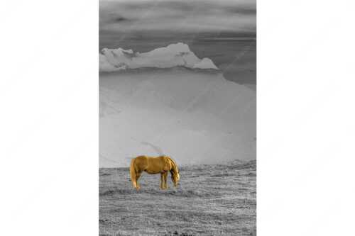 Haflinger Pferde auf der Sommerweide am Wank mit Wettersteingebirge im Hintergrund - Roßwank II - Seitenverhältnis 2:3 - Haflinger Pferde am Wank - weitere Infos unter https://www.kriner-weiermann.de