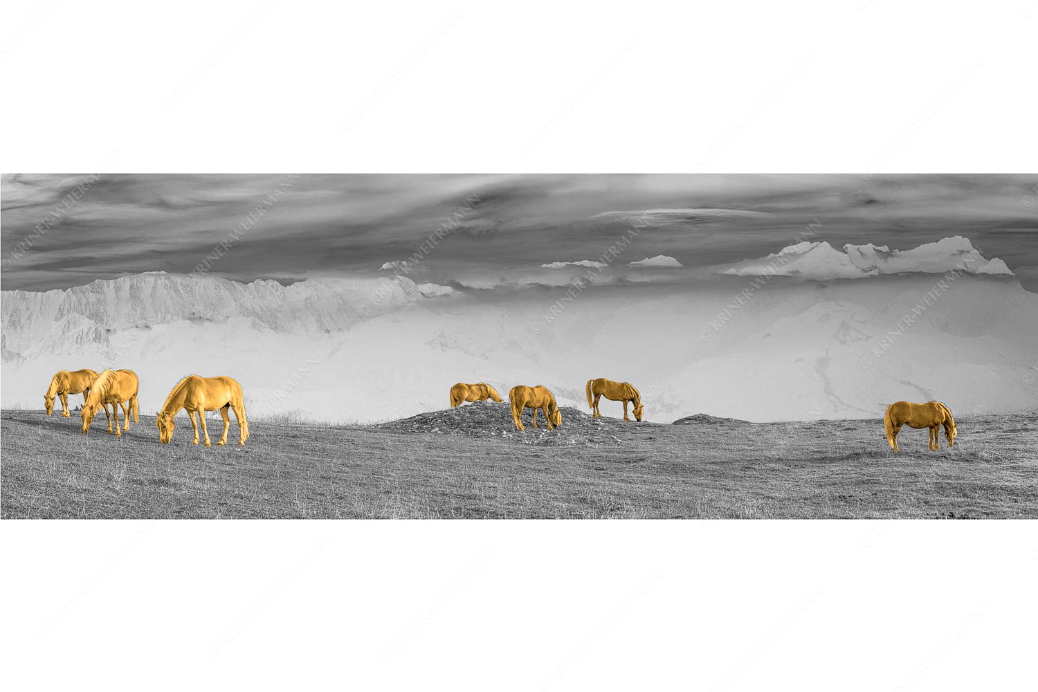 Roßwank II – Seitenverhältnis 3:1 — Haflinger Pferde am Wank Haflinger Pferde auf der Sommerweide am Wank mit Wettersteingebirge im Hintergrund