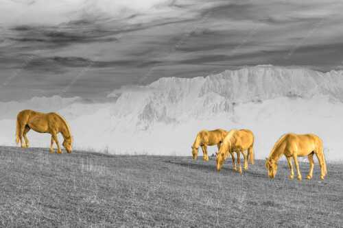 Haflinger Pferde auf der Sommerweide am Wank mit Wettersteingebirge im Hintergrund - Roßwank II - Seitenverhältnis 3:2 - Haflinger Pferde am Wank - weitere Infos unter https://www.kriner-weiermann.de