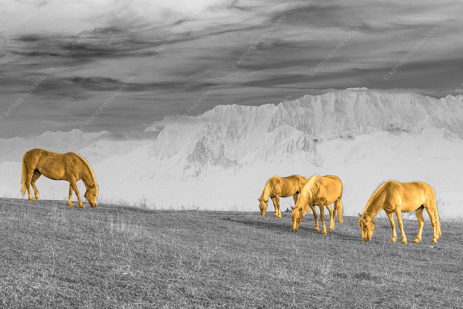 Roßwank II – Seitenverhältnis 3:2 — Haflinger Pferde am Wank Haflinger Pferde auf der Sommerweide am Wank mit Wettersteingebirge im Hintergrund