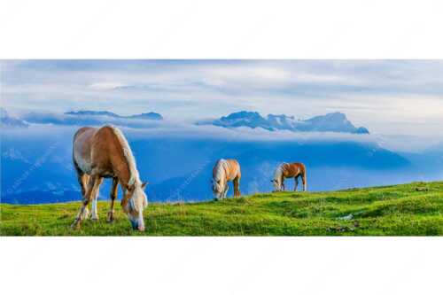 Haflinger Pferde auf der Sommerweide am Wank im Estergebirge mit Zugspitze im Hintergrund - Roßwank - Seitenverhältnis 2,5:1 - Pferde im Estergebirge - weitere Infos unter https://www.kriner-weiermann.de