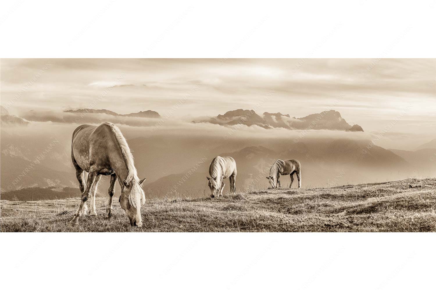 Roßwank – Seitenverhältnis 2,5:1 — Pferde im Estergebirge Haflinger Pferde auf der Sommerweide am Wank im Estergebirge mit Zugspitze im Hintergrund